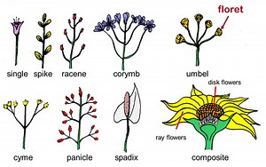 Morphology of Flower: Flower Structure, Parts, Videos, Solved Examples