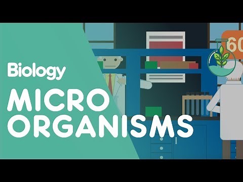 Culturing Microorganisms Part 1 | Cells | Biology | FuseSchool