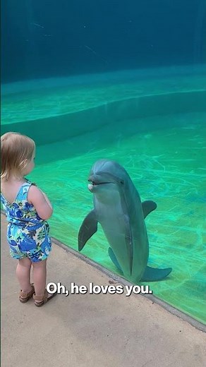 WATCH: Toddler's adorable encounter with dolphin who stops to 'talk'