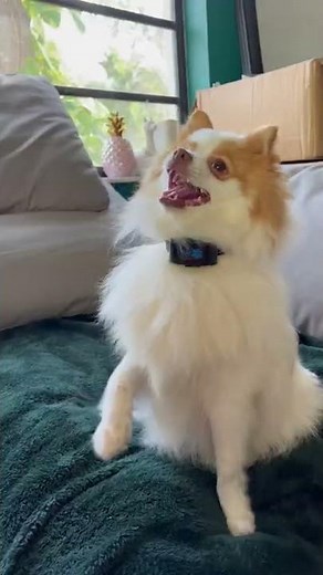 Pet Pawsabilities Humane Bark Control Collar