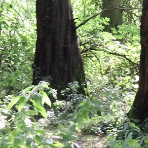 55 reactions · 14 shares | Roots: A Field Guide For Identification ...