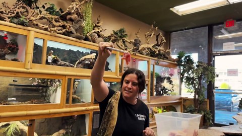 monitor lizard agility and feeding time!