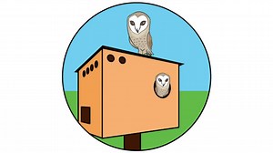 Build an Owl Box