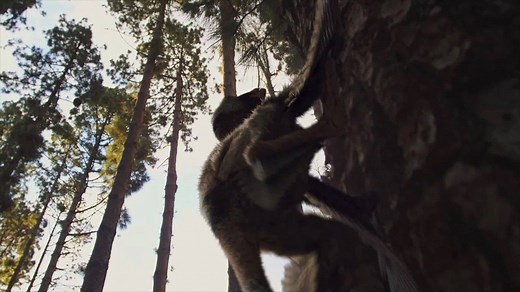 390 reactions · 61 shares | With thousands of history, science, nature, & technology shows on demand, it's time to get curious. Start your free trial today. | Curiosity Stream | Facebook