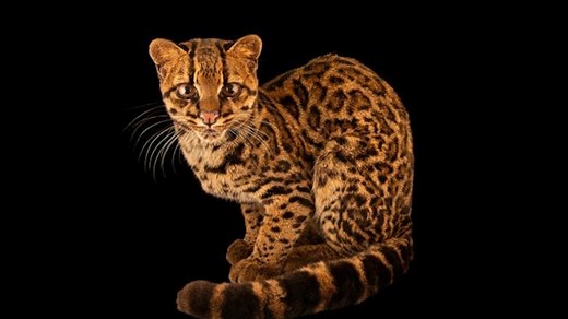 The adorable clouded tiger cat is brand-new to science—and already under threat