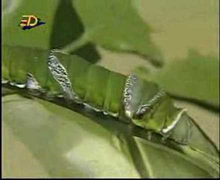 Butterfly Reproduction