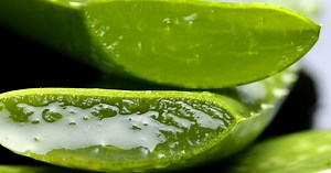 How to cut and harvest your aloe vera plant for the best results