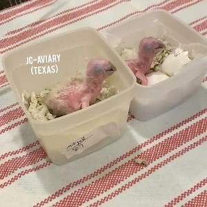 133 reactions · 8 comments | •Miligold macaw babies•  Newly hatched 殺 These are hybrid macaws 列 A cross between Blue and gold and Military macaw  • • For more information please call or email us 512-956-0937 (www.jcaviary.com) ❤️ #hybridmacaw #macaw #babymacaw #miligoldmacaw | JC Aviary | Facebook