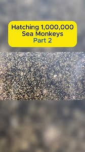Hatching a Million Sea Monkeys: Chaos Ensues (Part 2)