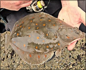 How to Catch Every Type of Flatfish on Lure or Bait | UK Guide