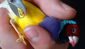 How to Trim Your Bird's Nails - Birding Depot