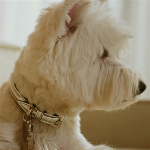 133K views · 7.7K reactions | Get ready to welcome an exciting new addition to the Jimmy Choo family #JimmyChoo | JIMMY CHOO | Facebook