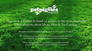 1.9K views · 49 reactions | PART 1 What are Micro, Mini & Tea Cup pigs? Where do Micro, Mini & Tea Cup pigs come from? Why is there so much confusion about adult sizes? | Petpiggies micro pigs | Facebook