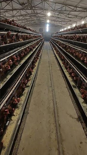 Inside Look at a Modern Caged Chicken Farm 👀
