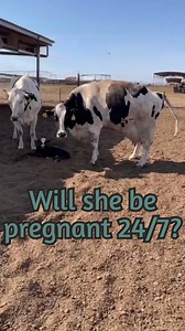 When a cow is pregnant, it’s 24/7, BUT cows are NOT pregnant 365 days of the year. Even when breeding with AI, a cow’s natural life cycle is kept in mind. #dairy #cows #vet #onthisday #pregnant #life #lifecycle #dairydoc #dairykind | Dairy Doc