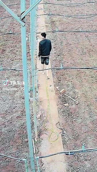 Chó Con Theo Chủ Mỗi Ngày