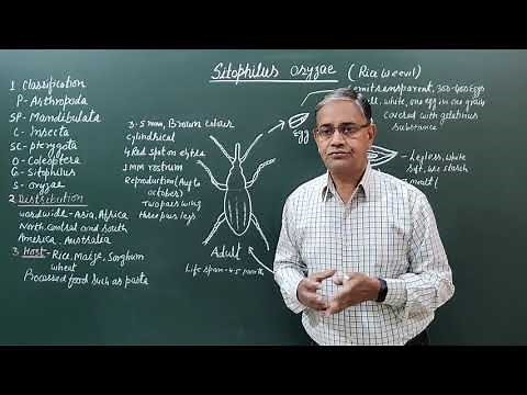 Sitophilus oryzae || Stored grain pest