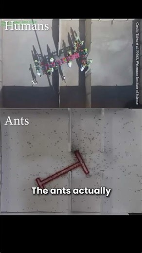 Humans vs Ants: Who Works Better as a Team?