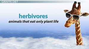 Giraffe Habitat Facts: Lesson for Kids