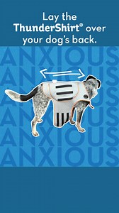 4.3K views · 82 reactions | Need help putting the ThunderShirt on your pet? It's easy! Watch our quick how-to video. | ThunderWorks | Facebook