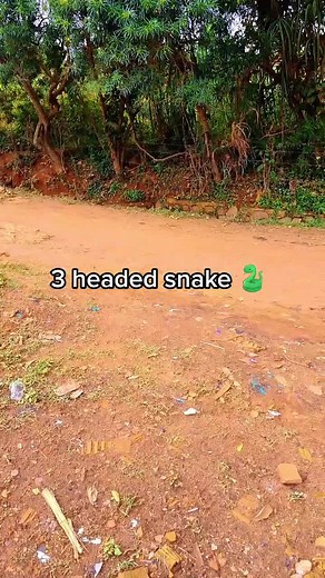 3 Headed Snake: The Most Dangerous Snake with Legs Found