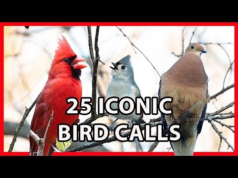 25 Iconic Bird Sounds