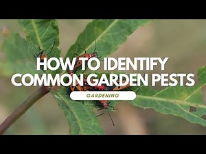 How to Identify Common Garden Pests
