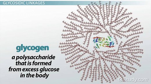 Glycogen | Definition, Storage & Formation