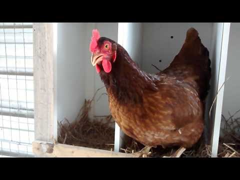 Clucking hens that'll make you chuckle