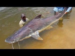 TOP 5 Amazon River Monsters