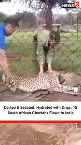 2.7K views | For the first time in history, twelve South African cheetahs are being flown to India and will join eight Namibian cheetahs in Madhya Pradesh’s Kuno National Park on Saturday (Source: Environmentza/Twitter) #cheetah #wildlife #IndiaSA #Africancheetah #conservation | News18 | Facebook