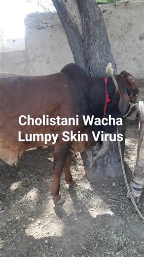 Cholistani Wacha | Lumpy Skin Virus
