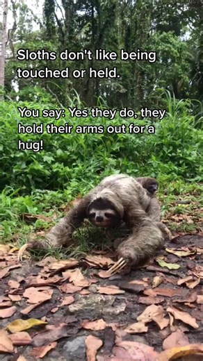 Sloths hold their arms open as a DEFENSIVE posture! This is them warning you to stand back as you are stressing them out. As solitary prey animals, they DO NOT like to be touched or held. We often hear or see videos of people too close to wild sloths and when they do this posture people think they are asking for a hug! Make sure to always be respectful and reaponisble and keep a 3 meter diatance. #Sloths #ResponsibleTravel #ResponsibleTourism #Sloth #NotPets #slothsoftiktok #slothlover