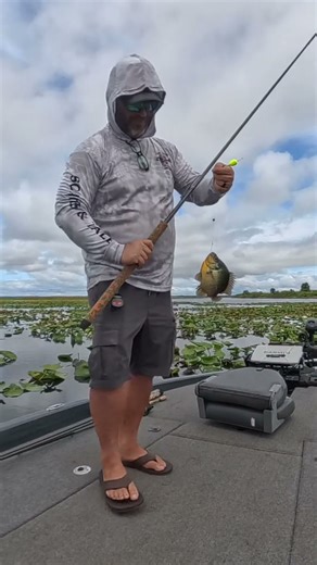 Last Shellcracker of the 2025 spawning season! #bluegill #shellcracker #fish #crappie #fishing #fyp