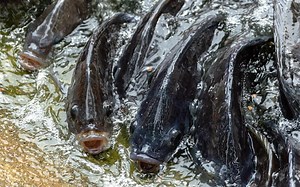 Step By Step Guide To Making Floating Fish Feed Pellets