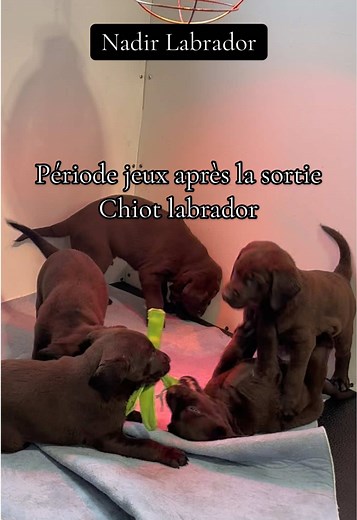 Labradors Chocolat de Six Semaines : Joie et Énergie