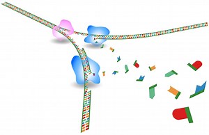 Définition | Réplication : qu'est-ce que c'est ? | Futura santé