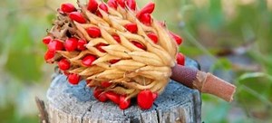 How to Grow a Magnolia Tree from Seeds | DoItYourself.com