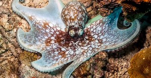 Pet Octopus: Do Octopuses Make Good Pets?