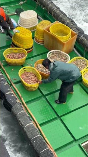 Real High Sea Prawn Transfer! Small Boat to Big Ship 😱🔥#shorts