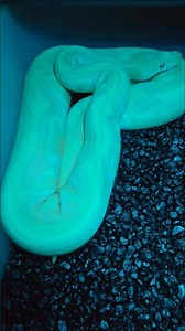 Enchi Albino 💯 Pied 💯 Clown Ball Python under a black light