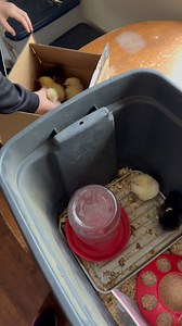 53 reactions | Little peeps from baby chickens. ❤️❤️ . My daughter hatches as many chicks as she’s allowed to hatch every spring, with the full intent of keeping them all as pets until they die of natural causes (which is why we have to limit her numbers). . This is one of my favorite parts of having kids: watching them discover what they love, and work at it. . #familylife #homesteadlife #homestead #backyardchicken #freerangechicken #chickensofig | The Frugal Farm Wife | Facebook