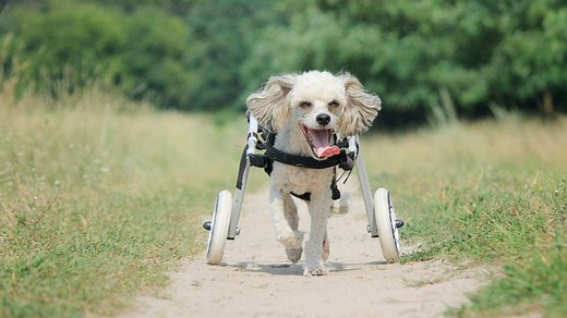How To Make A Dog Wheelchair: A DIY Guide