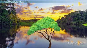 Amazon River Facts: Lesson for Kids