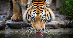 Discover The Largest Siberian Tiger Ever