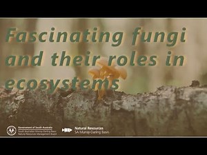 Fascinating fungi and their roles in ecosystems