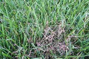 Pinkish-red strands in grass could be red thread