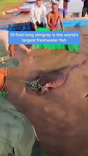 4K views · 30 reactions | The world's largest fresh water fish was found in Cambodia's #mekongriver The stingray stretched 13 feet and weighed 661 pounds. #lifestyle #markets #business #reels #cambodia | Business Insider Africa | Facebook