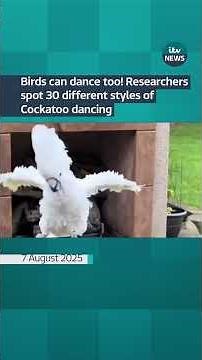 Twinkle-toed cockatoos have 30 different dance moves, researchers find | ITV News