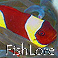 How To Set Up A Freshwater Aquarium